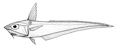 Caelorinchus mirus (Gargoyle fish)