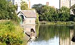 Canada geese fly over Central Park footpath to Harlem Meer 05