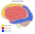 Cerebral vascular territories