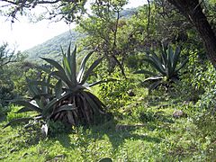 Cerro Mesa Ahumada (12)