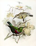 Cinnyris mariquensis Keulemans