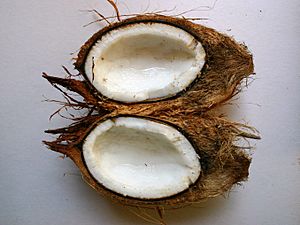 Cocos nucifera00