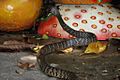 Common Rat Snake (Ptyas mucosa) 水律6