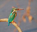 Common kingfisher