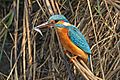 Common kingfisher (Alcedo atthis bengalensis) with fish