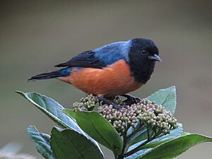 Conirostrum sitticolor - Conirrostro encapuchado - Blue-backed Conebill (8730321476).jpg