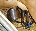 Cow milking machine in action DSC04132
