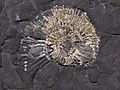 Crushed ammonite fossil chapmans pool dorset