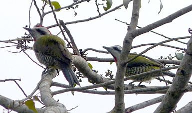 Cuban Green Woodpeckers. Xiphidiopicus percussus - Flickr - gailhampshire