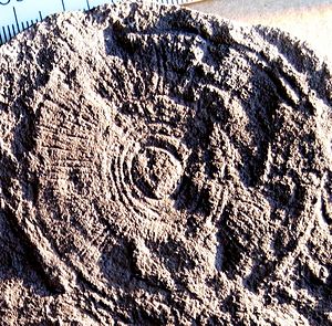 Cyclomedusa cropped