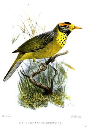 DasycrotaphaSpeciosaSmit