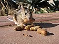 Desert Packrat (Neotoma lepida) eating peanuts