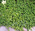 Dichondra micratha