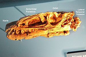 Dilong skull American Museum of Natural History