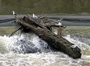 Driftwood.in.bath.england.arp