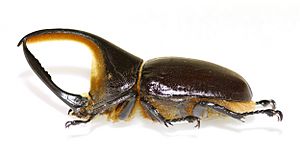 Dynastes satanas mâle GLAM muséum Lille 2016.JPG