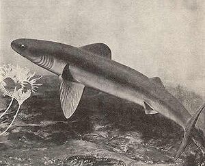Early Shark