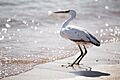 Egretta gularis -Egypt-8