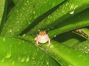 Eleutherodactylus brittoni front view.jpg