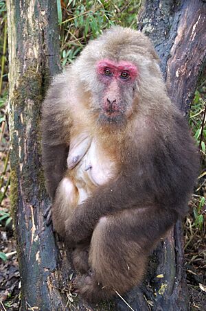 Emei shan.jinding.Old Tibetan macaque.jpg