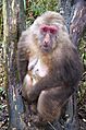 Emei shan.jinding.Old Tibetan macaque