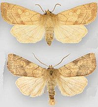 Enargia decolor female (top) male (bottom).JPG