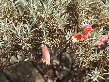 Eremophila pterocarpa acicularis (leaves and flowers)