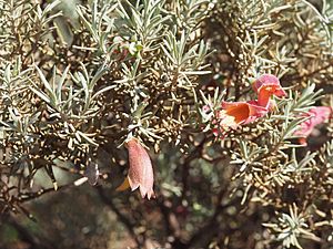 Eremophila pterocarpa acicularis (leaves and flowers).jpg