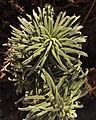 Eriodictyon parryi aka Turricula parryi, Poodle Dog Bush, without flowers 2014-11-10