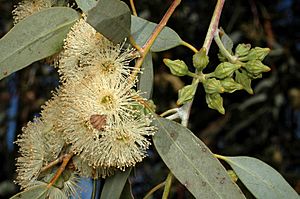 Eucalyptus lesouefii buds