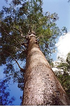 Eucalyptus pilularis Middle Ridge Road - Juugawaarri
