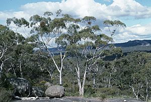 Eucalyptus scoparia habit.jpg