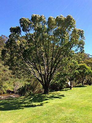 Eucalyptus stellulata (black sallee).jpg