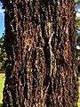 Eucalyptys smithii - trunk bark