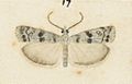 Fig 17 MA I437620 TePapa Plate-XXI-The-butterflies full (cropped)