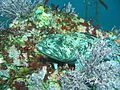 Fish4002 - Flickr - NOAA Photo Library