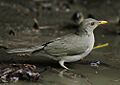 Flickr - Rainbirder - African Thrush (Turdus pelios)