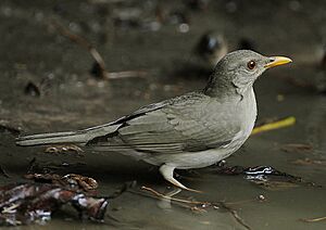 Flickr - Rainbirder - African Thrush (Turdus pelios)