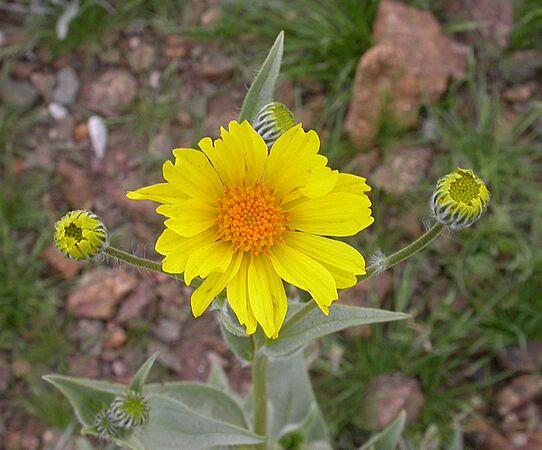 Geraea canescens 2005-02-20