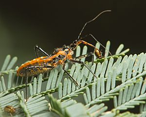 Gminatus australis with Beetle