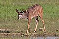 Greater kudu (Tragelaphus strepsiceros strepsiceros) juvenile male