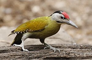 Grey-headed Woodpecker 2