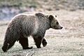 Grizzly bear glacier national park 3