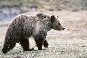 Grizzly bear glacier national park 3