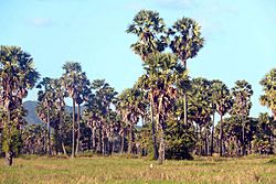 Group of Palm Trees in Kampong Chhnang