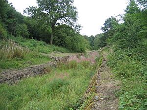 Hook Norton Cutting - geograph.org.uk - 215453