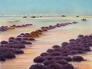 Houtman Abrolhos coral (Saville-Kent)