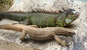Iguana and Indian monitor lizard