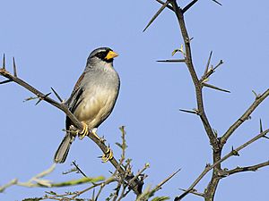 Incaspiza watkinsi - Little Inca-Finch (cropped).jpg