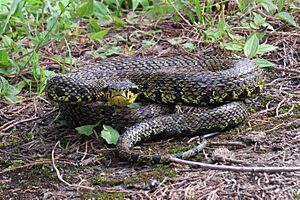 Jerdon's Red Spotted Pit Viper (Protobothrops jerdonii)